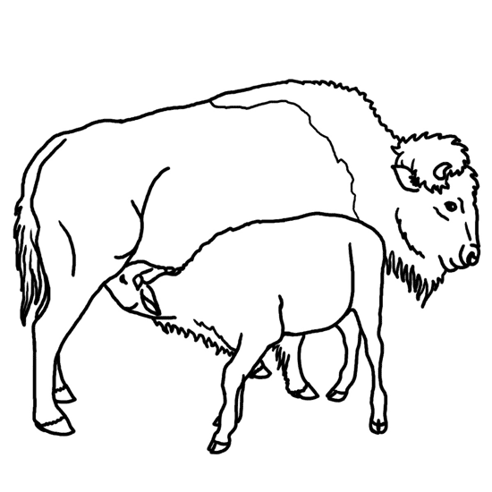 imagini de colorat animal salbatic bizon